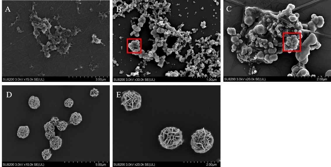 http://biotech.jiangnan.edu.cn/__local/0/39/ED/EF09A286A8A9F37E129B6617AB9_24D4E540_2536B.jpg