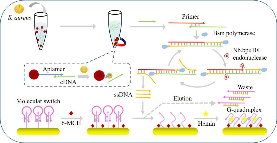 http://biotech.jiangnan.edu.cn/__local/7/61/A6/6FBD6F498CF421E8FF3EE5C8F7D_0DC2DAFB_1A12D.jpg