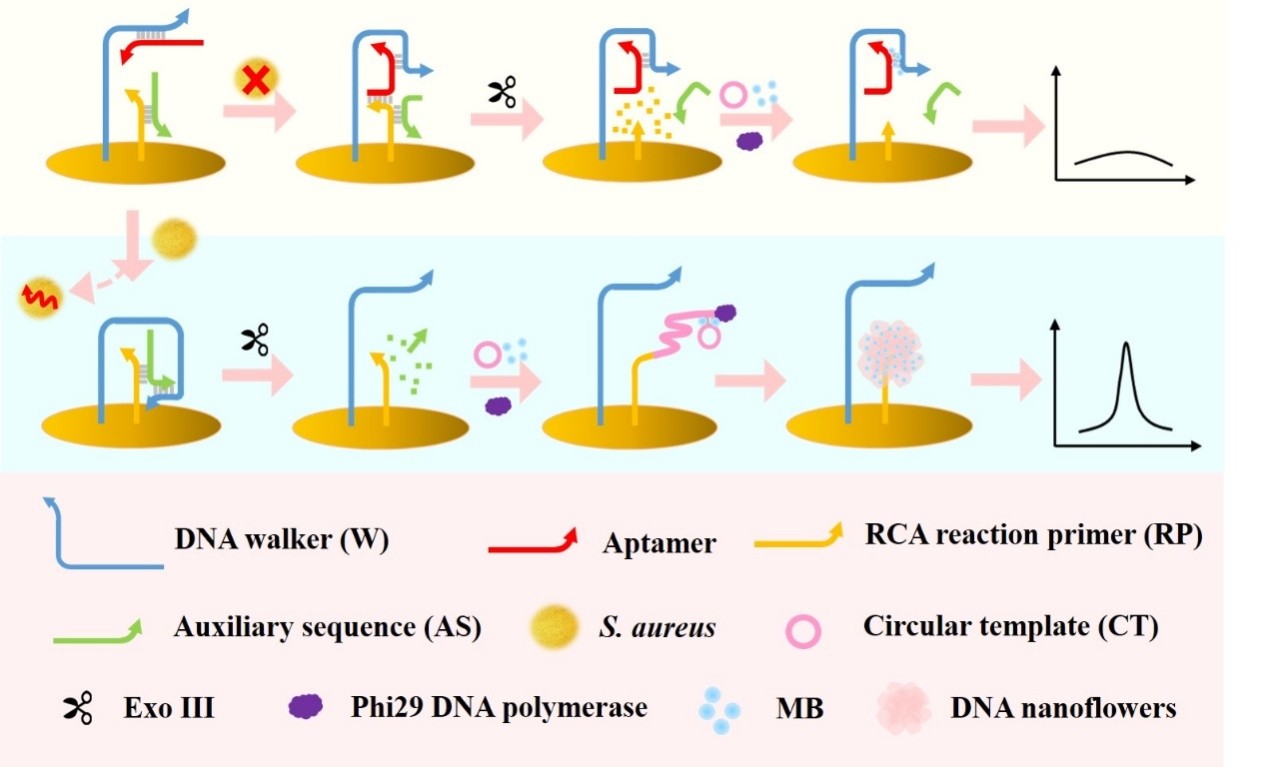 http://biotech.jiangnan.edu.cn/__local/A/A9/12/7C1E6B9757A3AB2BFD0814FFB3C_EA67BCD7_1A857.jpg